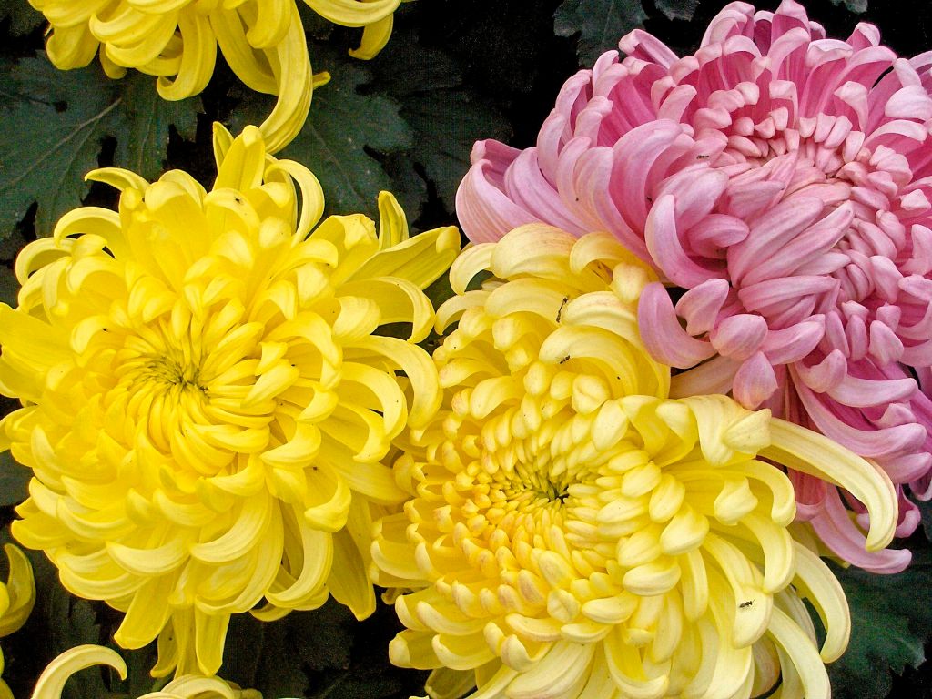 Chrysanthemum Day In the People’s&nbsp;Park