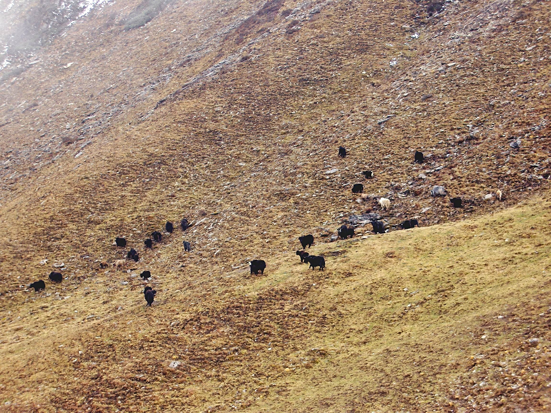 High altitude cows
