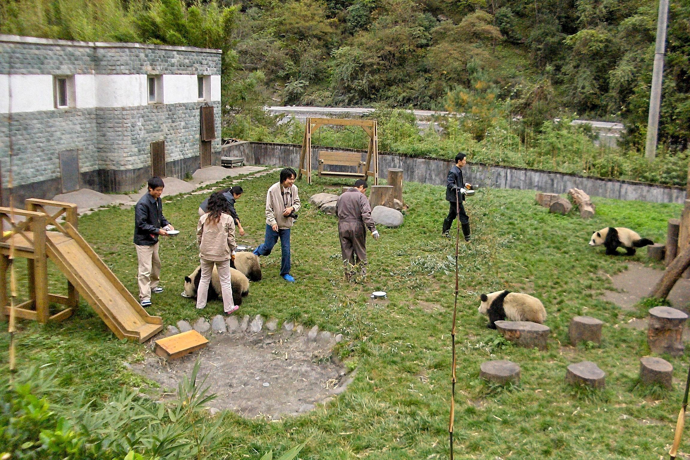 Feeding time Keepers feeding juvenile Pandas at Wolong, Sichuan, China.