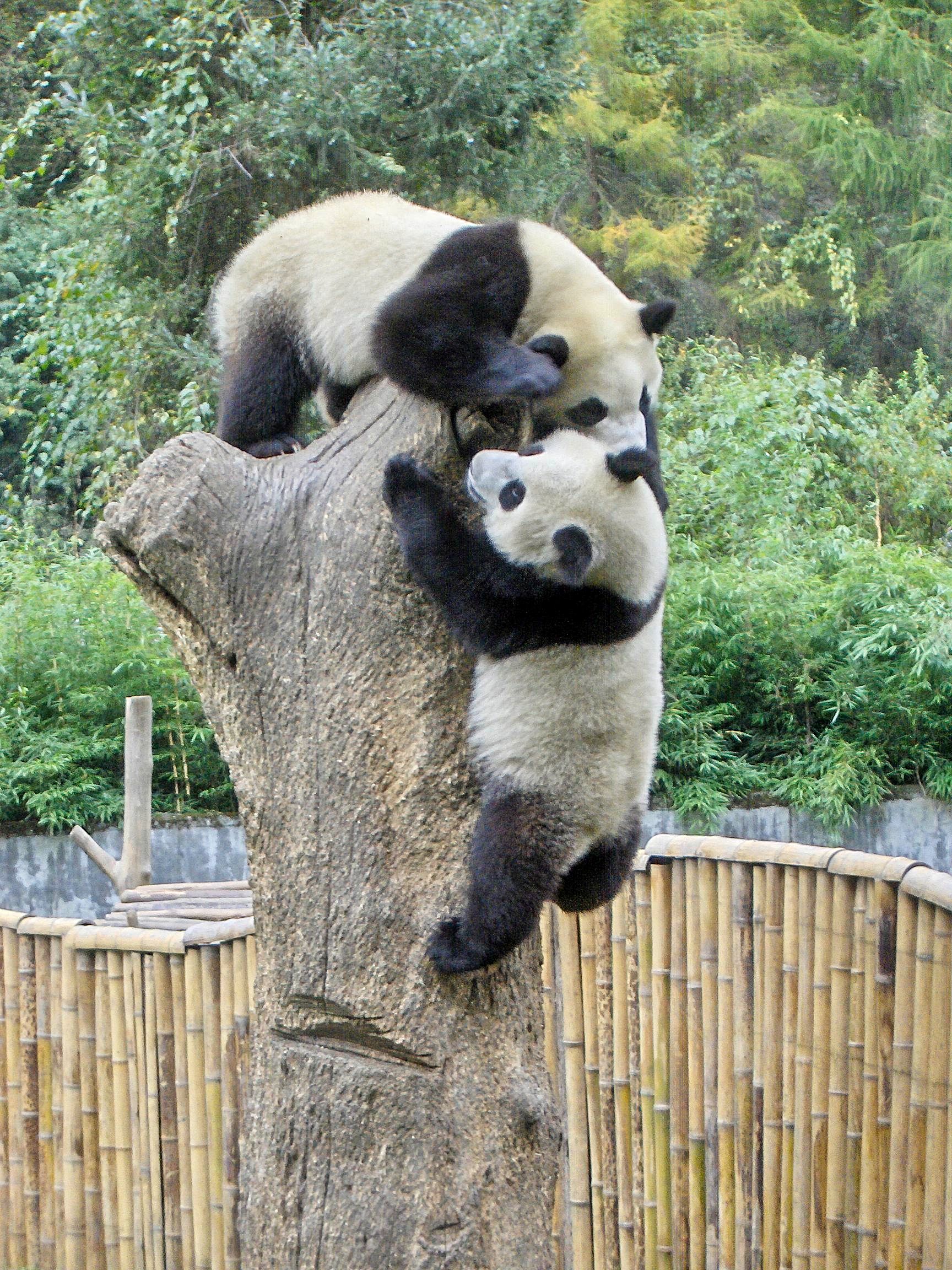 King of the hill Pandas playing king of the hill.