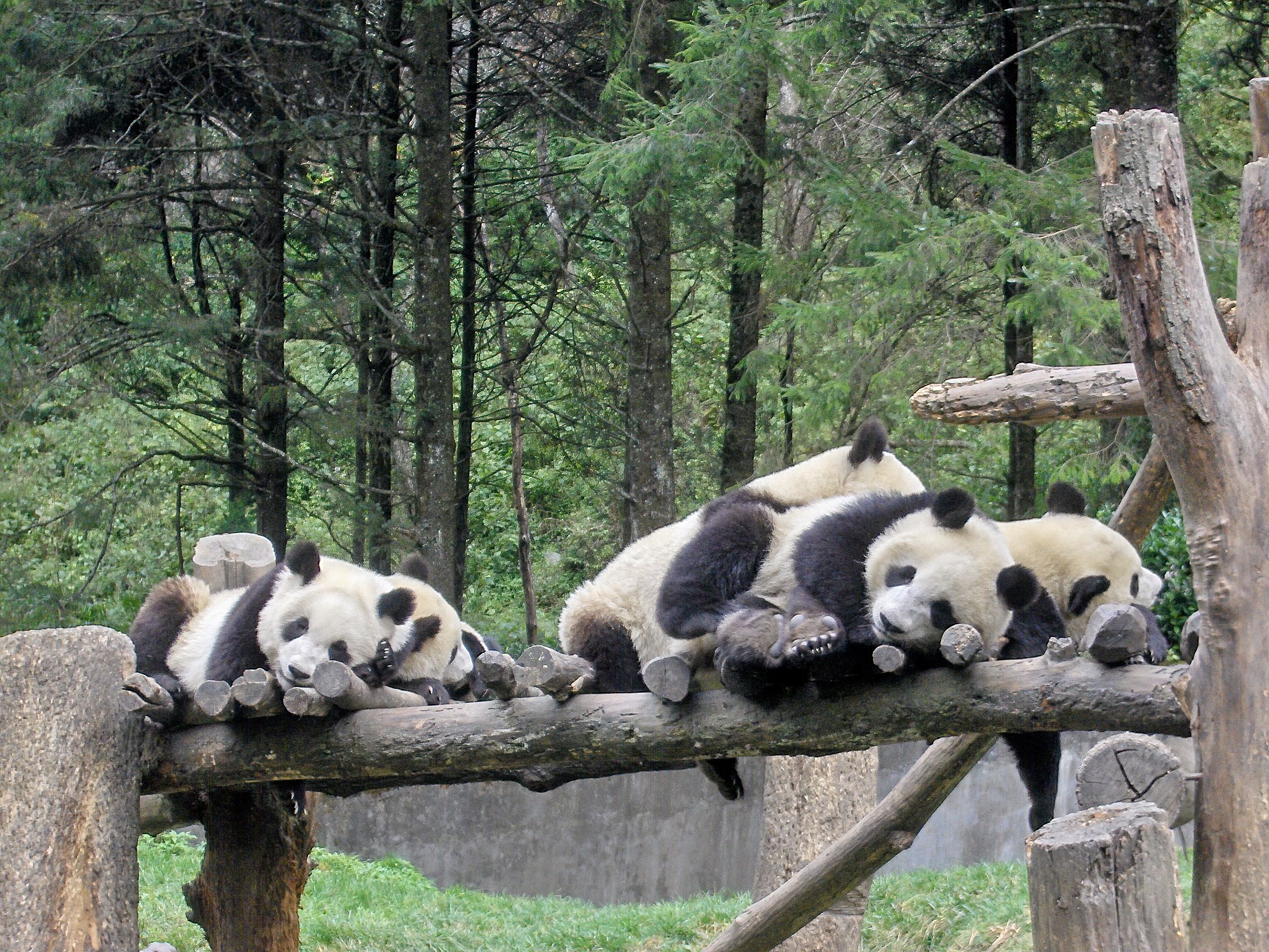 Pile of juvenile Pandas on a platform, in Wolong, Sichuan, China.