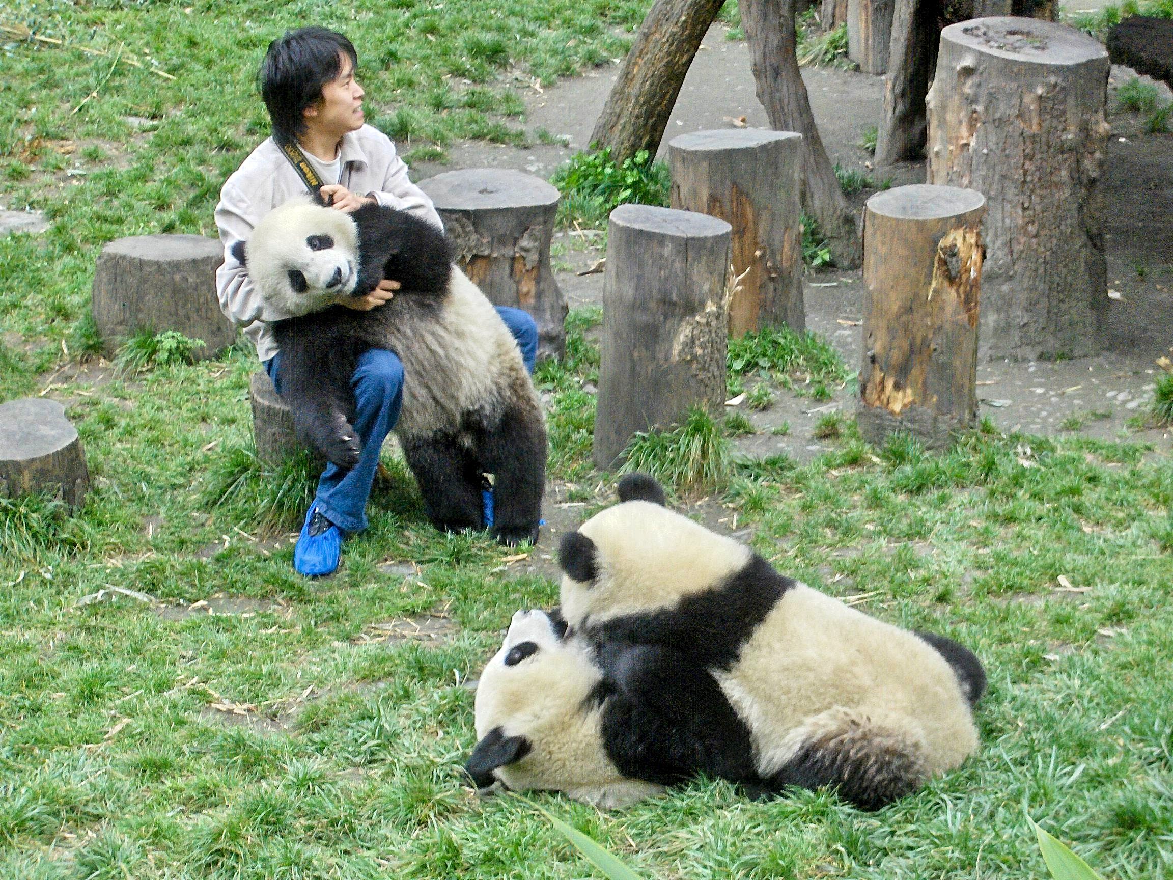 Playtime Panda keeper playing with juvenile Panda at Wolong, Sichuan, China.