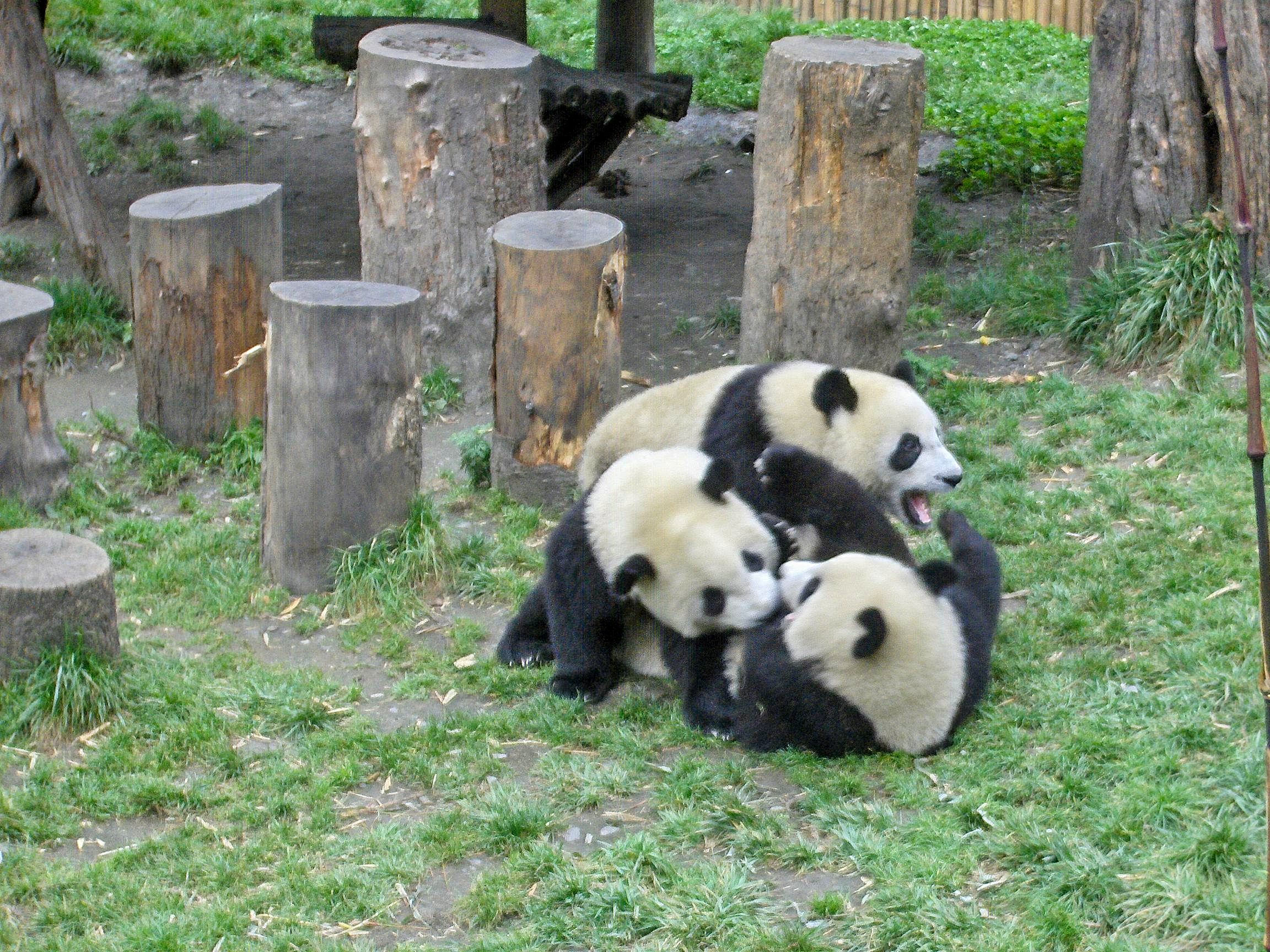 Juvenile Pandas wrestling at Wolong, Sichuan, China.