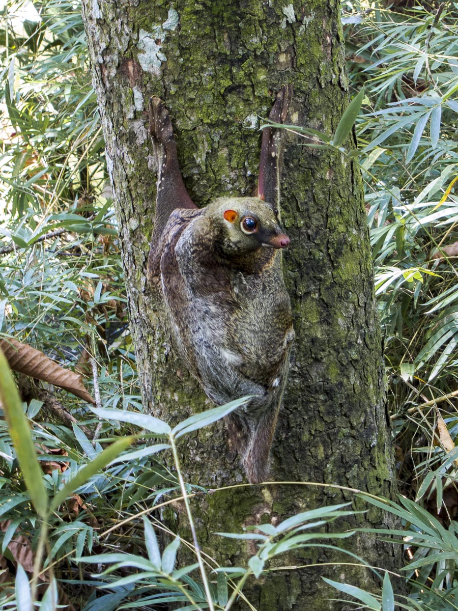 Colugo (Flying Lemur) at the Singapore Zoo.