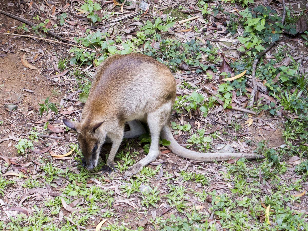 Kangaroo, at the Singapore Zoo.