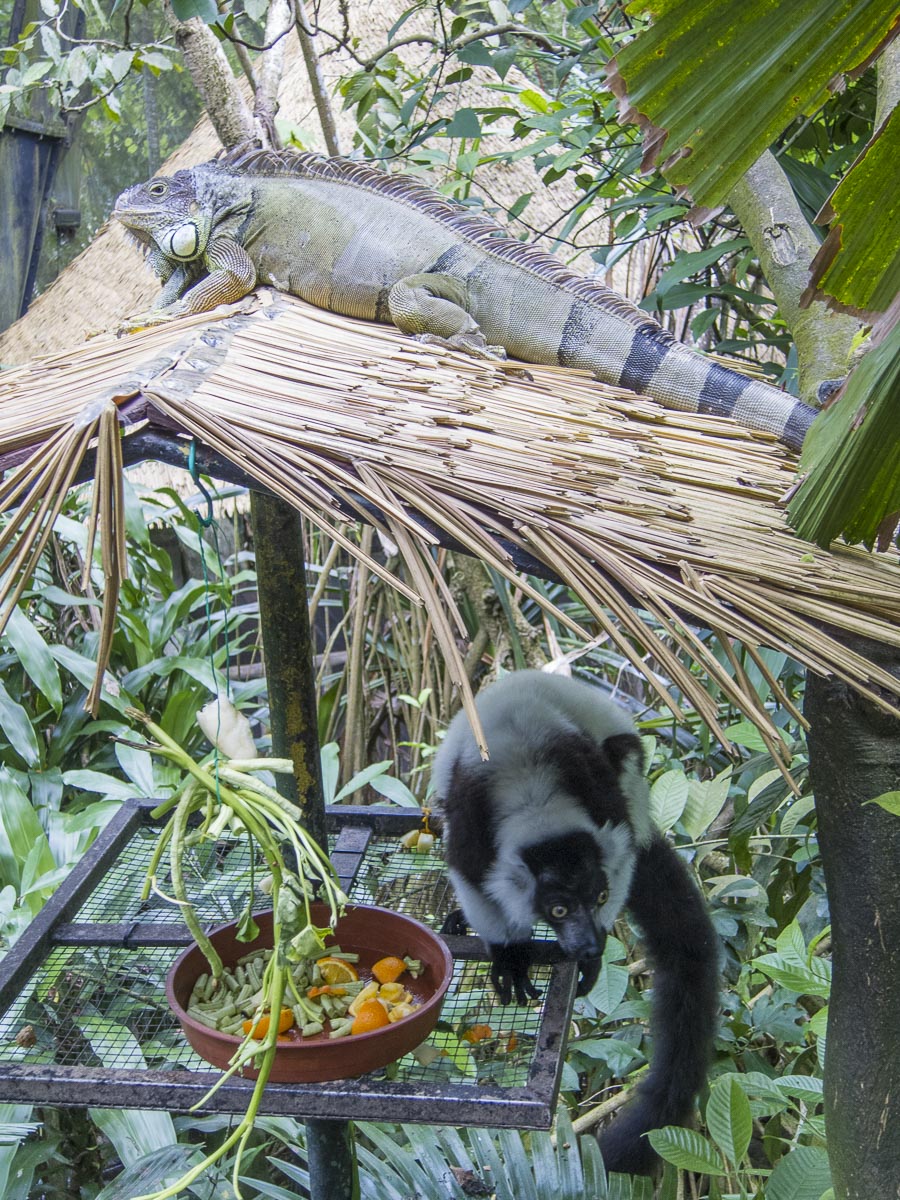 A Lemur checks out its food, while an Iguana rests.
