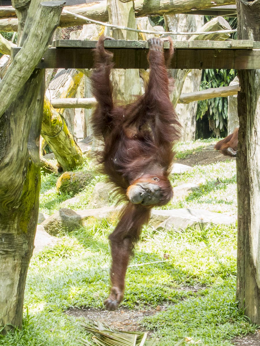 Orangutan, at the Singapore Zoo.