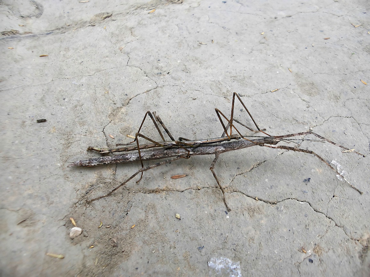 Two stick insects